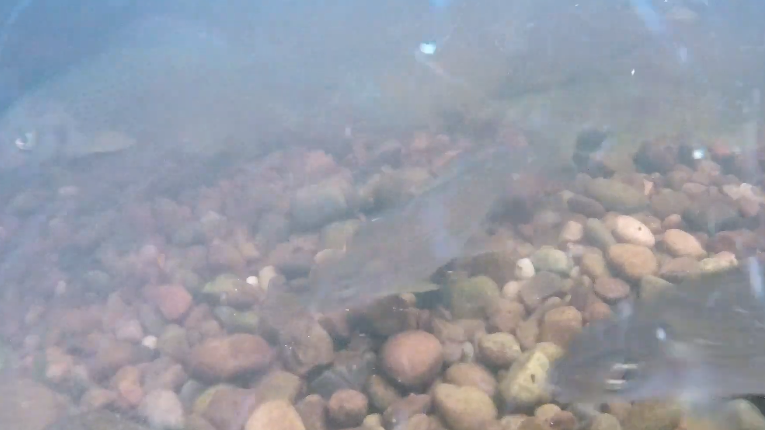 The Decline of the Wharfe